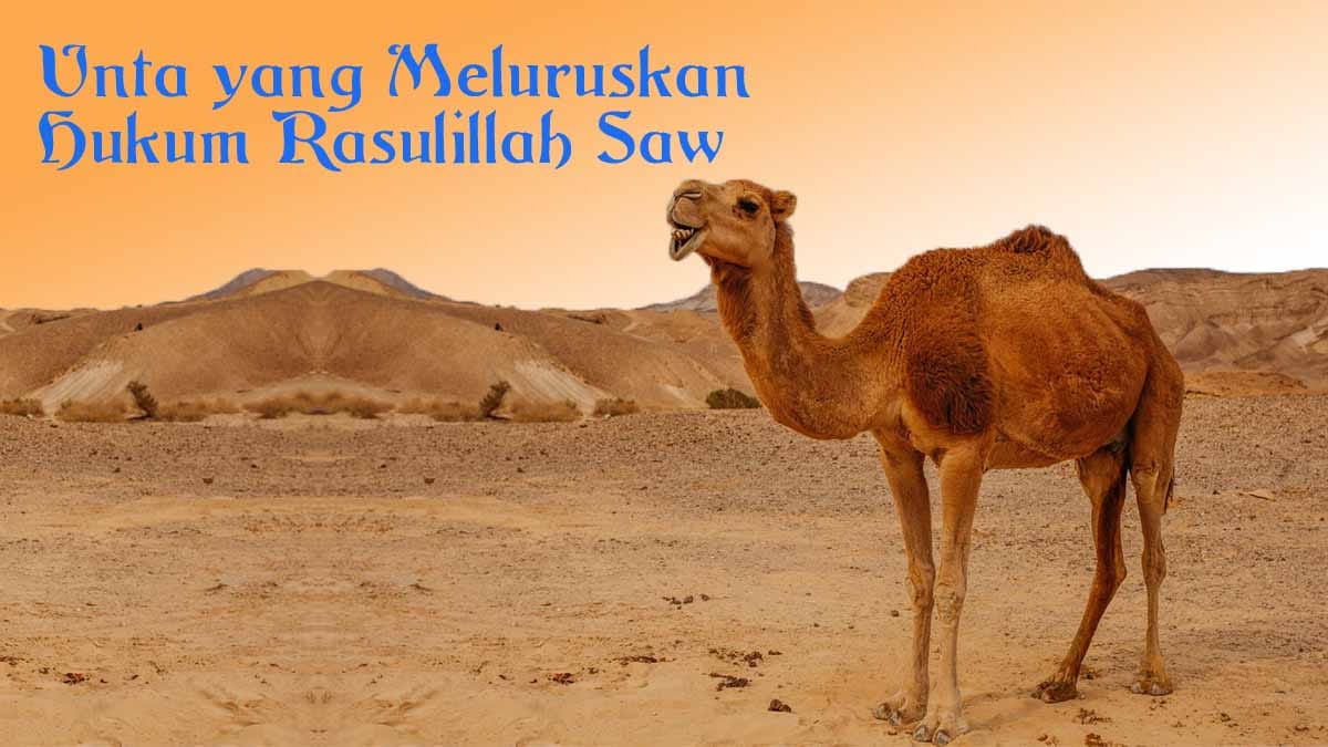 Unta yang Meluruskan Hukum Rasulillah Saw.