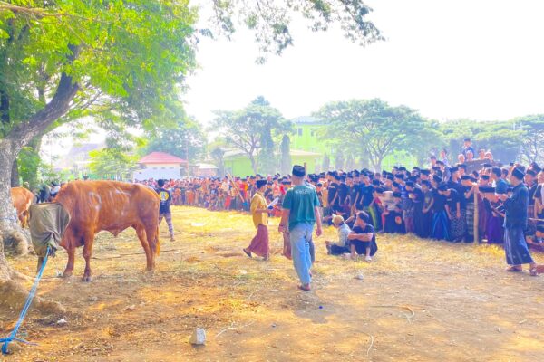 Hewan Kurban Pondok Pesantren Lirboyo