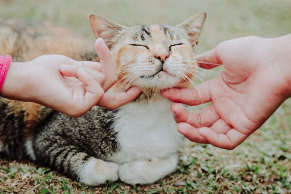 Meneladani Abu Hurairah di Hari Kucing Sedunia hari kucing sedunia
