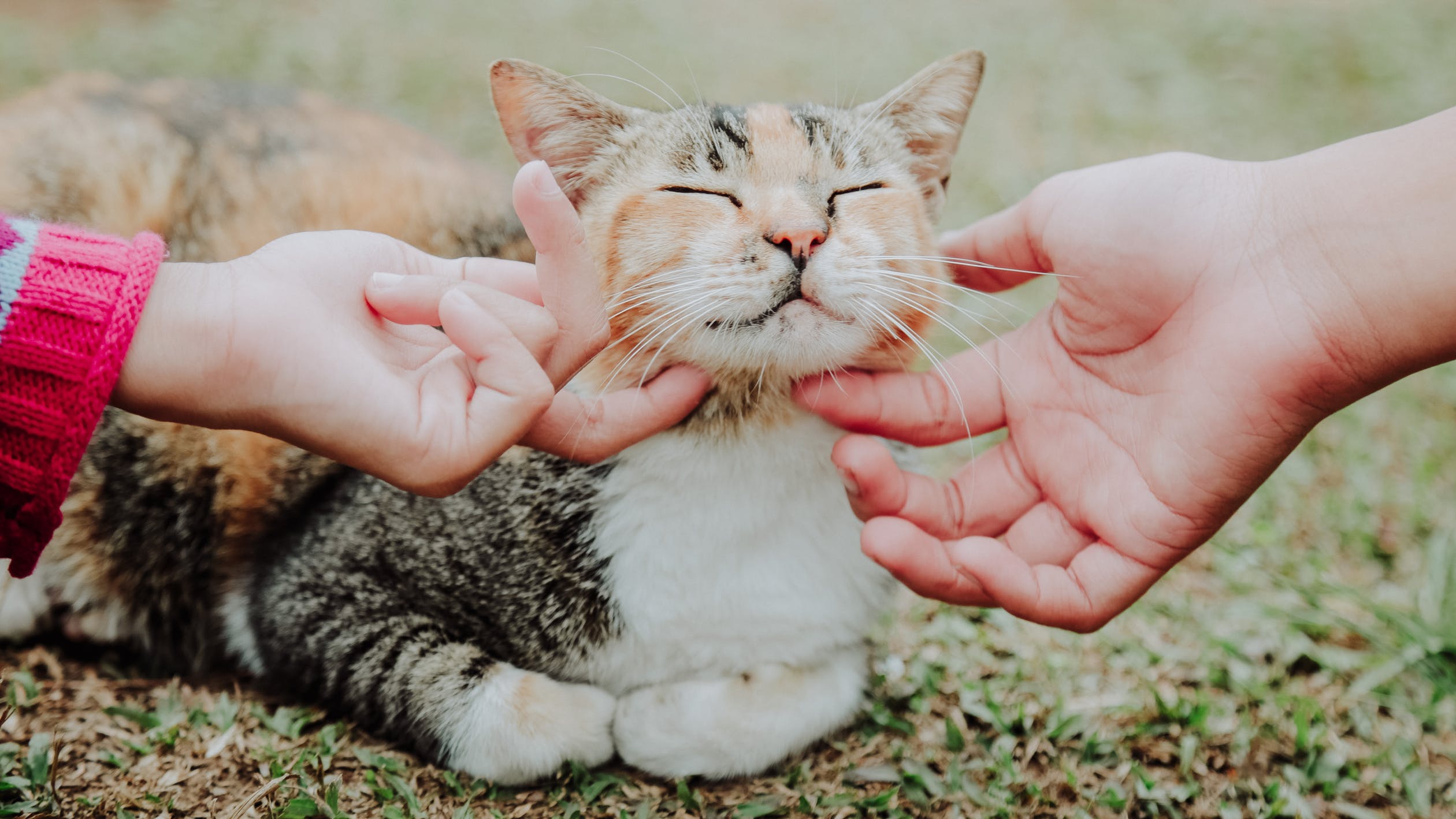 hari kucing sedunia